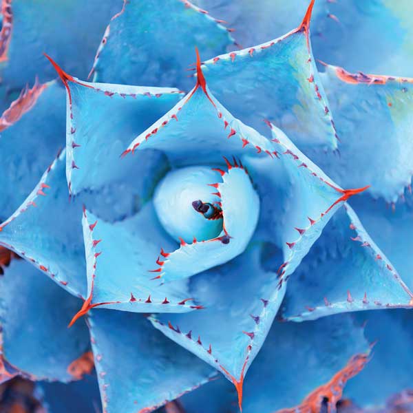 Hahnemühle FineArt Agave sustainable fine art paper